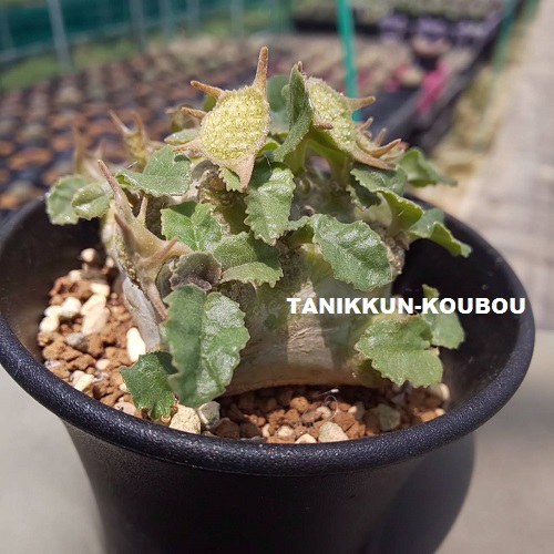 まるでモンスター!? なドルステニア・フォエチダ - 多肉植物通販 まるでモンスター!? なドルステニア・フォエチダ - 多肉植物通販