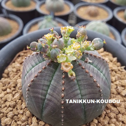 こんなに簡単！ユーフォルビア・オベサの交配｜オベサの実生その2