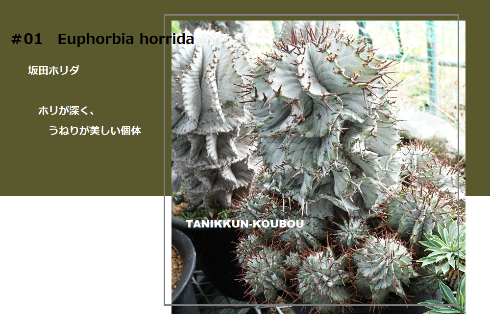 棘好き必見❗️大人気種❗️ 強棘　ホリダ　マジョール　(検索　オベサ　バリダ 棘好き必見❗️大人気種❗️ 強棘 ホリダ マジョール (検索 オベサ