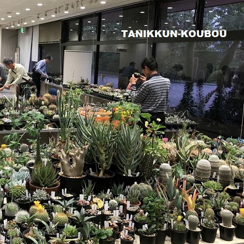 専用コーナー　多肉植物 園芸コーナーの多肉植物です🌱 スワイプして別画像もチェック