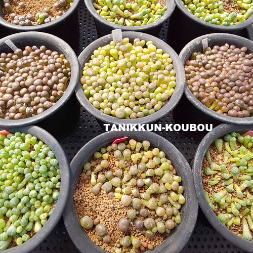 リトープス　種子　大量　まとめて 種子40粒 リトープスの種子ミックス(Lithops Mix) : 多肉植物ワールド