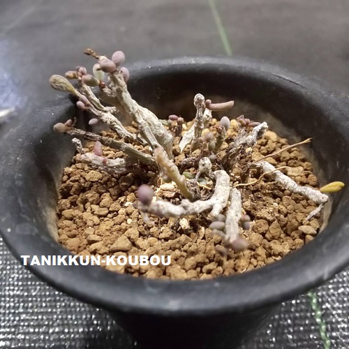 育てやすい冬型の多肉植物・群卵 - 多肉植物通販・販売|たにっ 育てやすい冬型の多肉植物・群卵 - 多肉植物通販・販売|たにっ