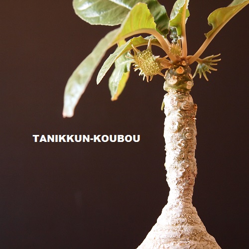 まるでモンスター!? なドルステニア・フォエチダ - 多肉植物通販