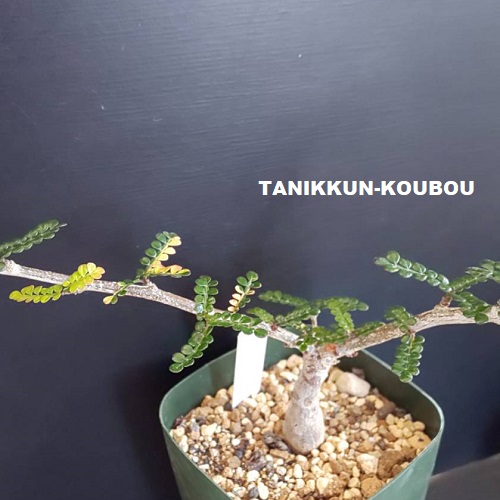 希少　斑入り　オペルクリカリア　デカリー レアなオペルクリカリア・デカリー！ 3種類 - 多肉植物通販