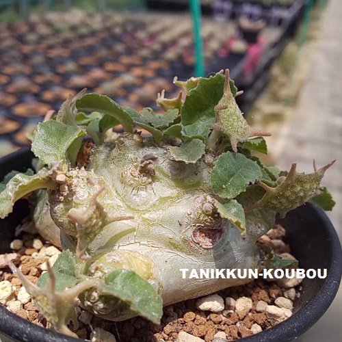 日本に まるでモンスター!? なドルステニア・フォエチダ 多肉植物通販 - その他多肉植物