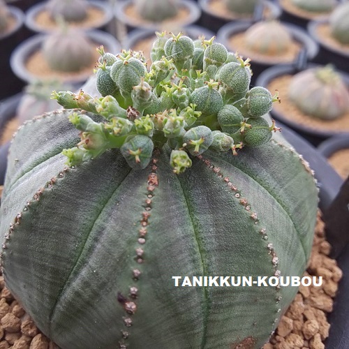 こんなに簡単！ユーフォルビア・オベサの交配｜オベサの実生その2