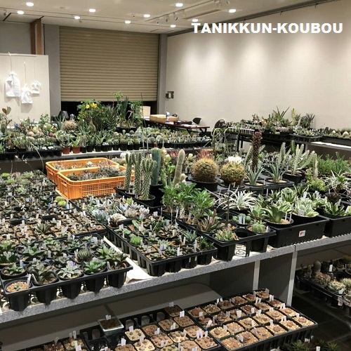 京都府立植物園のサボテン展 多肉植物通販 販売 たにっくん工房ホームページ