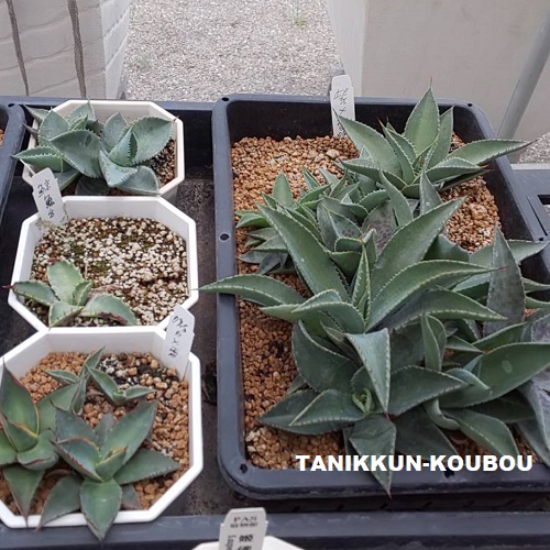 台湾アガベの魅力・その2 ~台湾での仕入れと視察~ - 多肉植物
