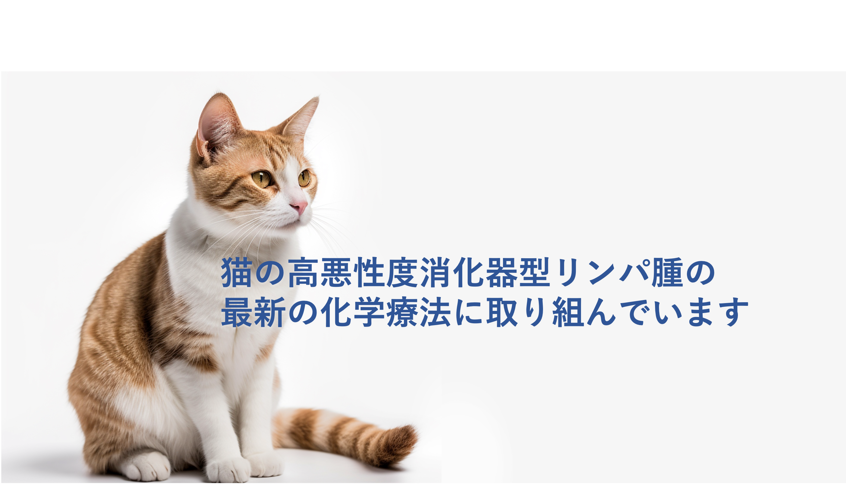 猫の腫瘍　初版 猫の腫瘍 初版