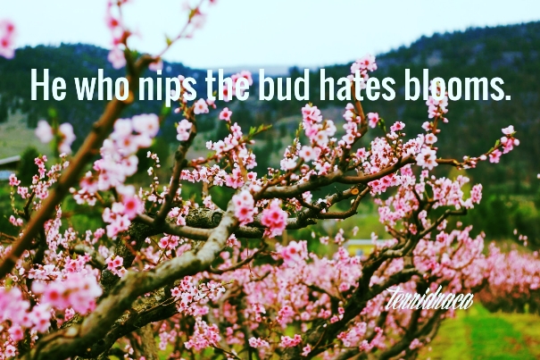 He who nips the bud hates blooms.  ~terridraca