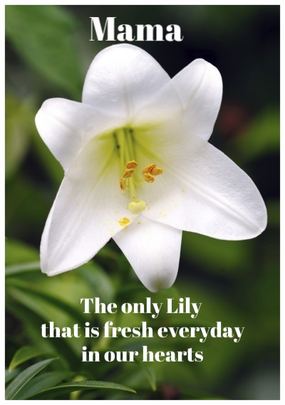 The only Lily that is fresh everyday in our hearts.