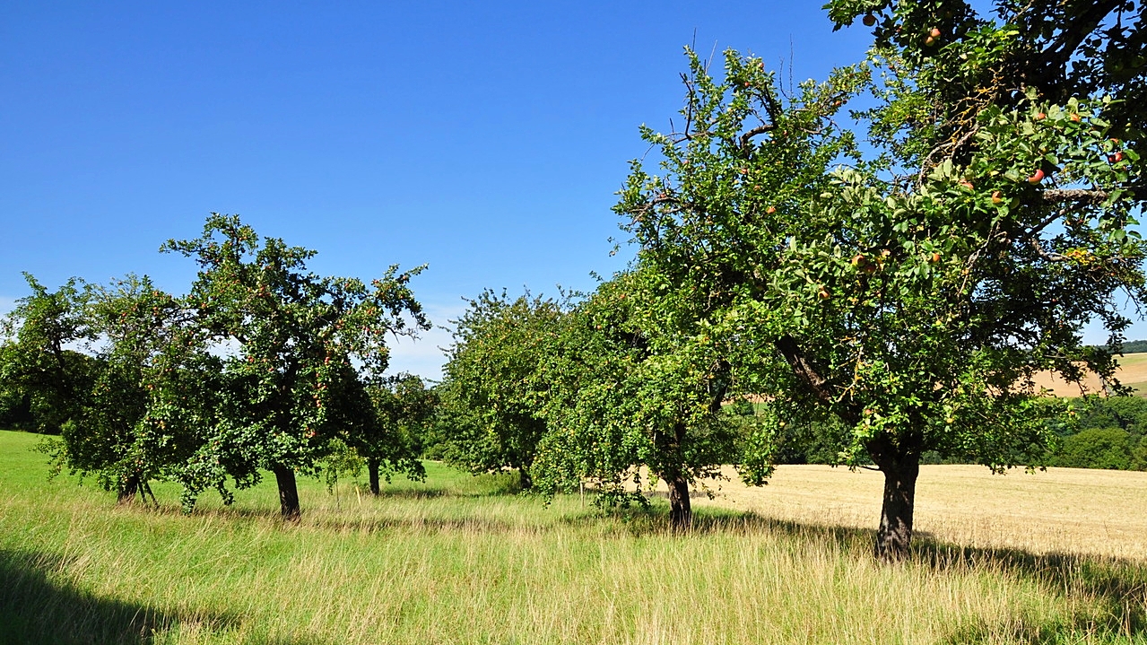 Streuobstwiese im Sommer