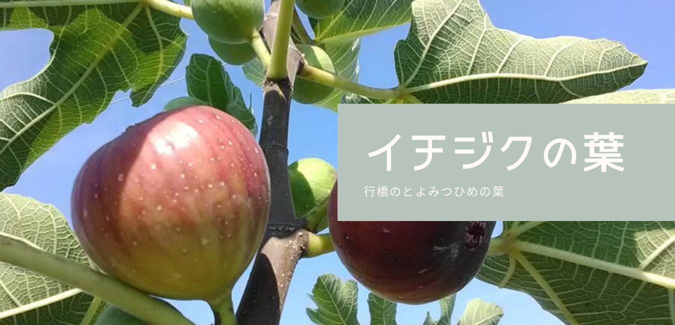 イチジクの葉っぱ ぴりかのんの