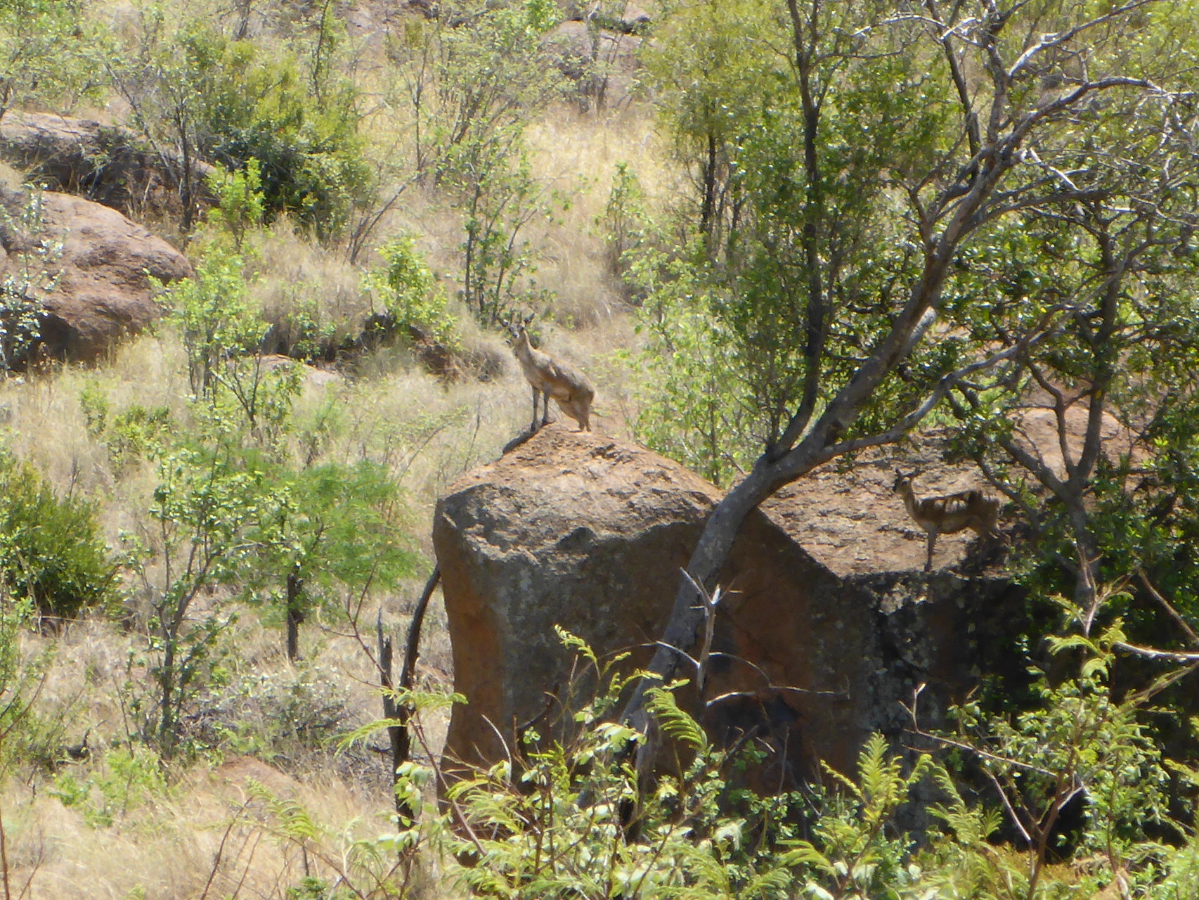 proud watching the land - new Simba is a Klippspringer #TheLionKing