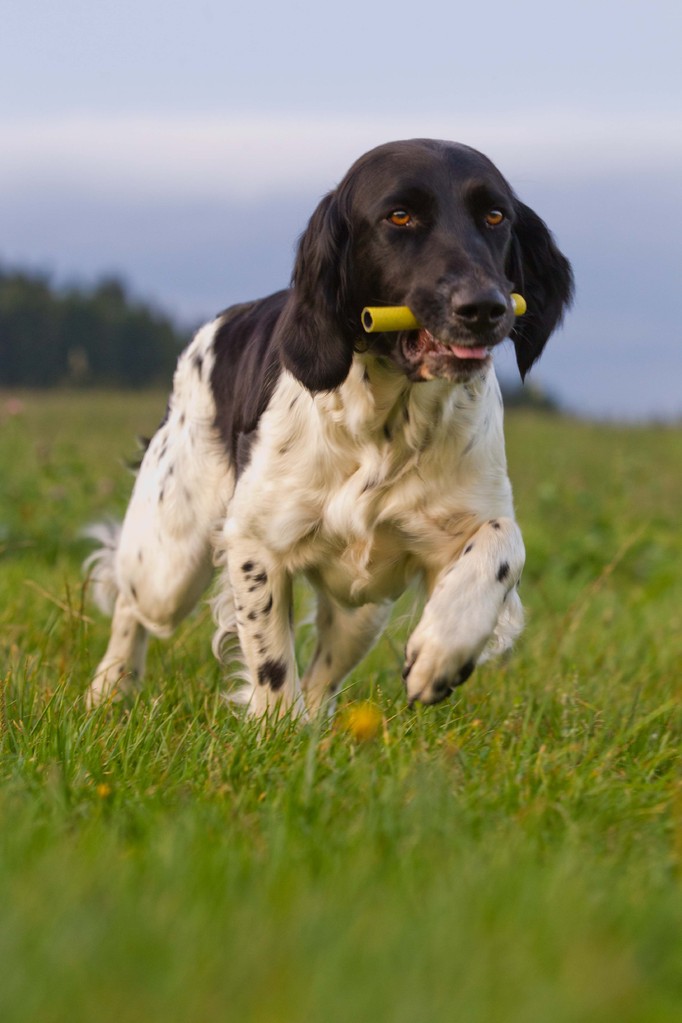 Cilly vom Barler Berg, genannt Lilly