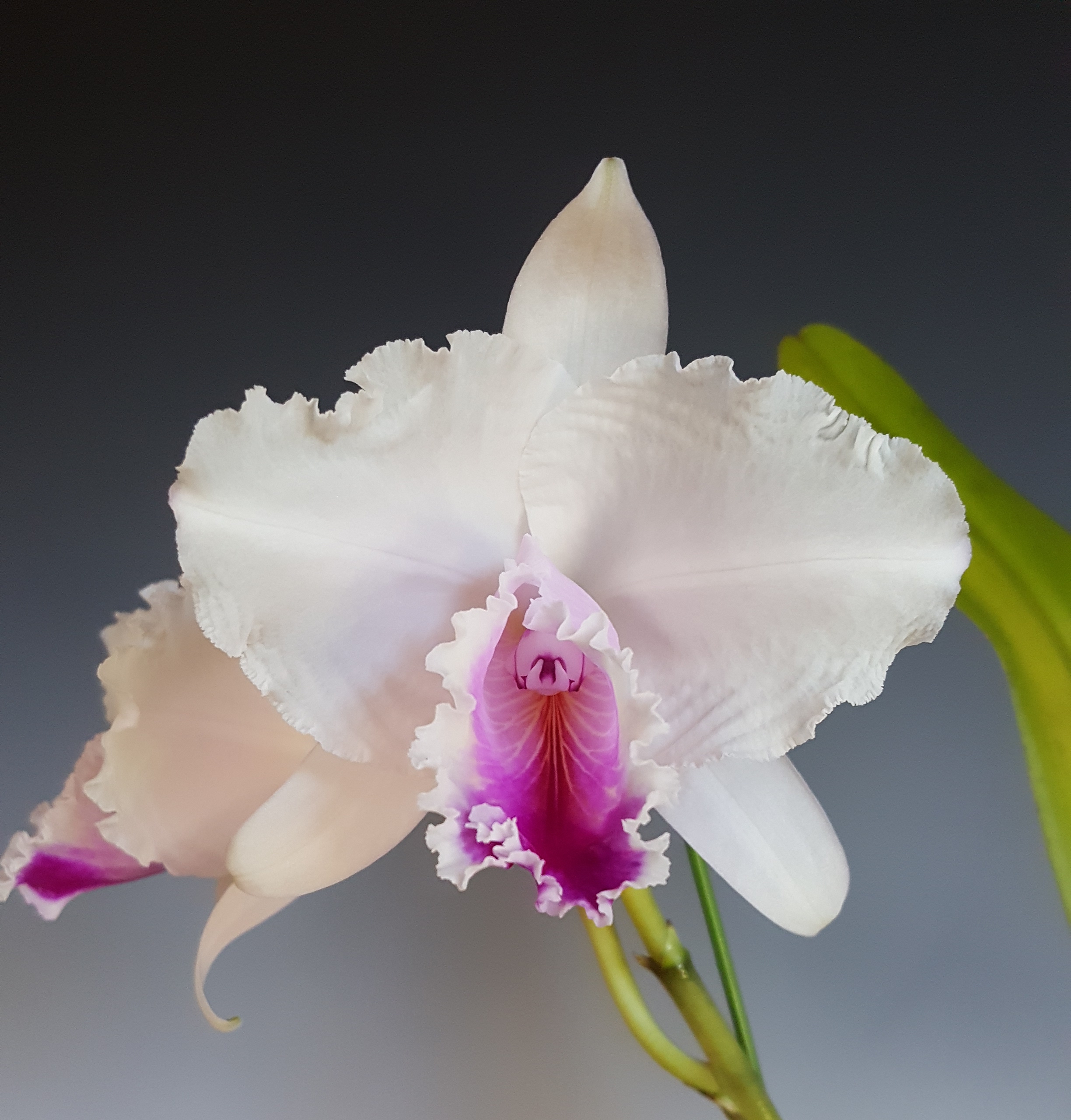 リンク 埼玉洋蘭会ホームページ