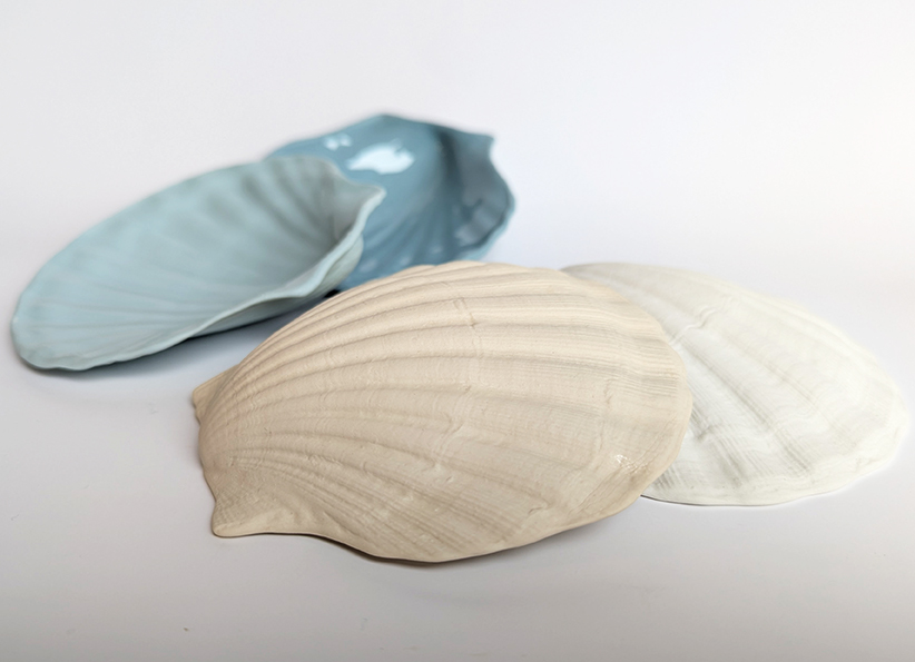 Muschelschale in verschiedenen Farbtönen