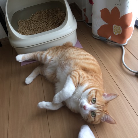 ねこ 猫 ネコ にゃんこ お留守番 人見知り ペットシッター キャットシッタ― 大田区 川崎