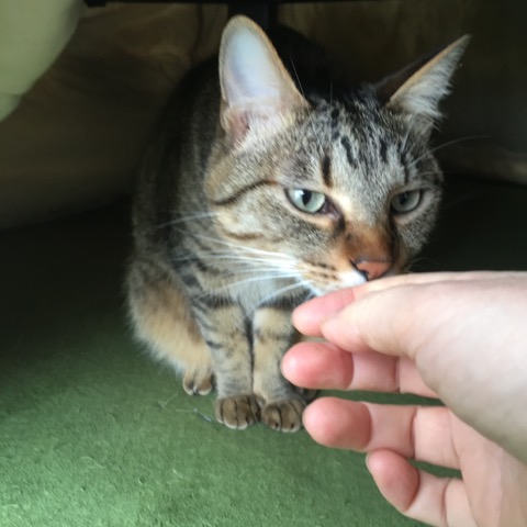ねこ 猫 ネコ にゃんこ お留守番 炬燵 こたつ コタツ ペットシッター キャットシッタ― 大田区 川崎