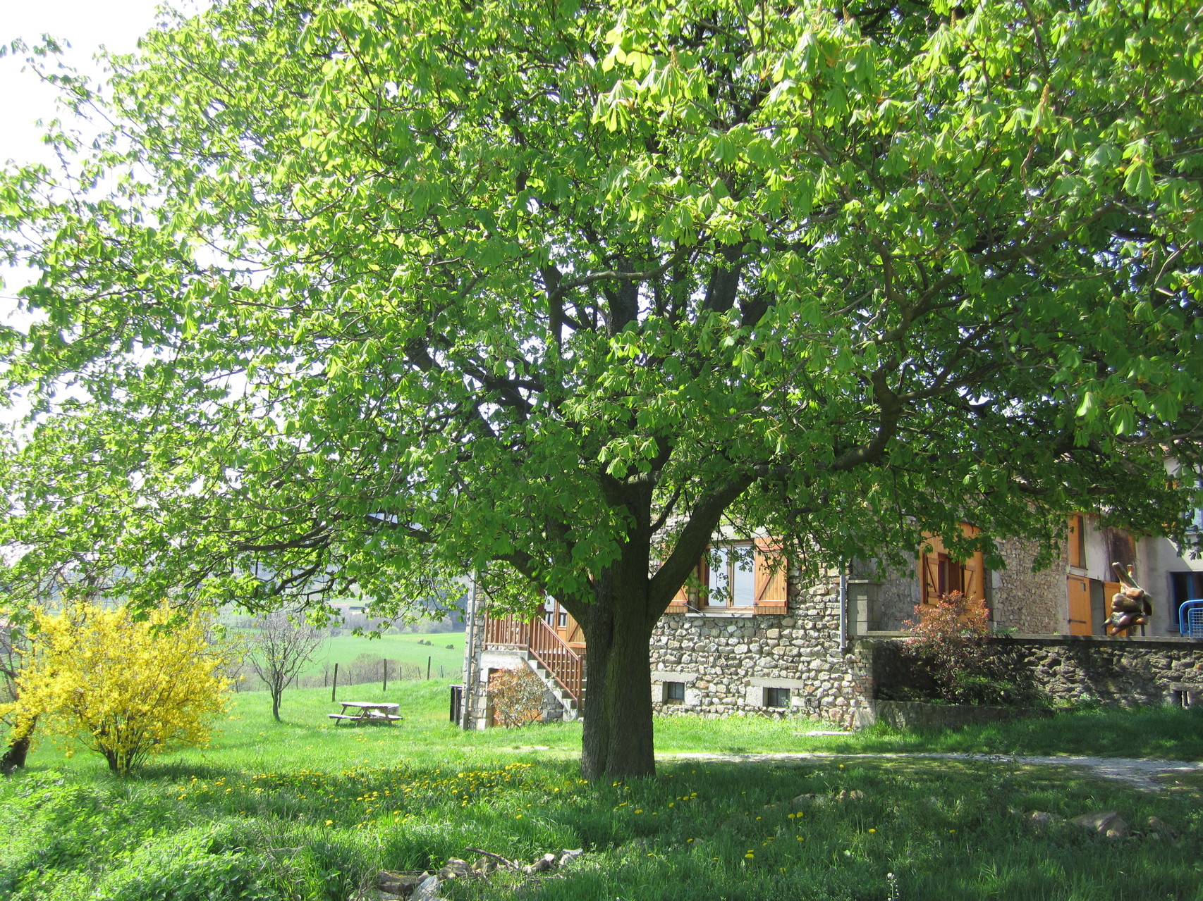 Marronnier à l'entrée du gîte  : ombre et fraîcheur 