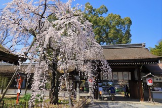 平野神社の桜（京都）