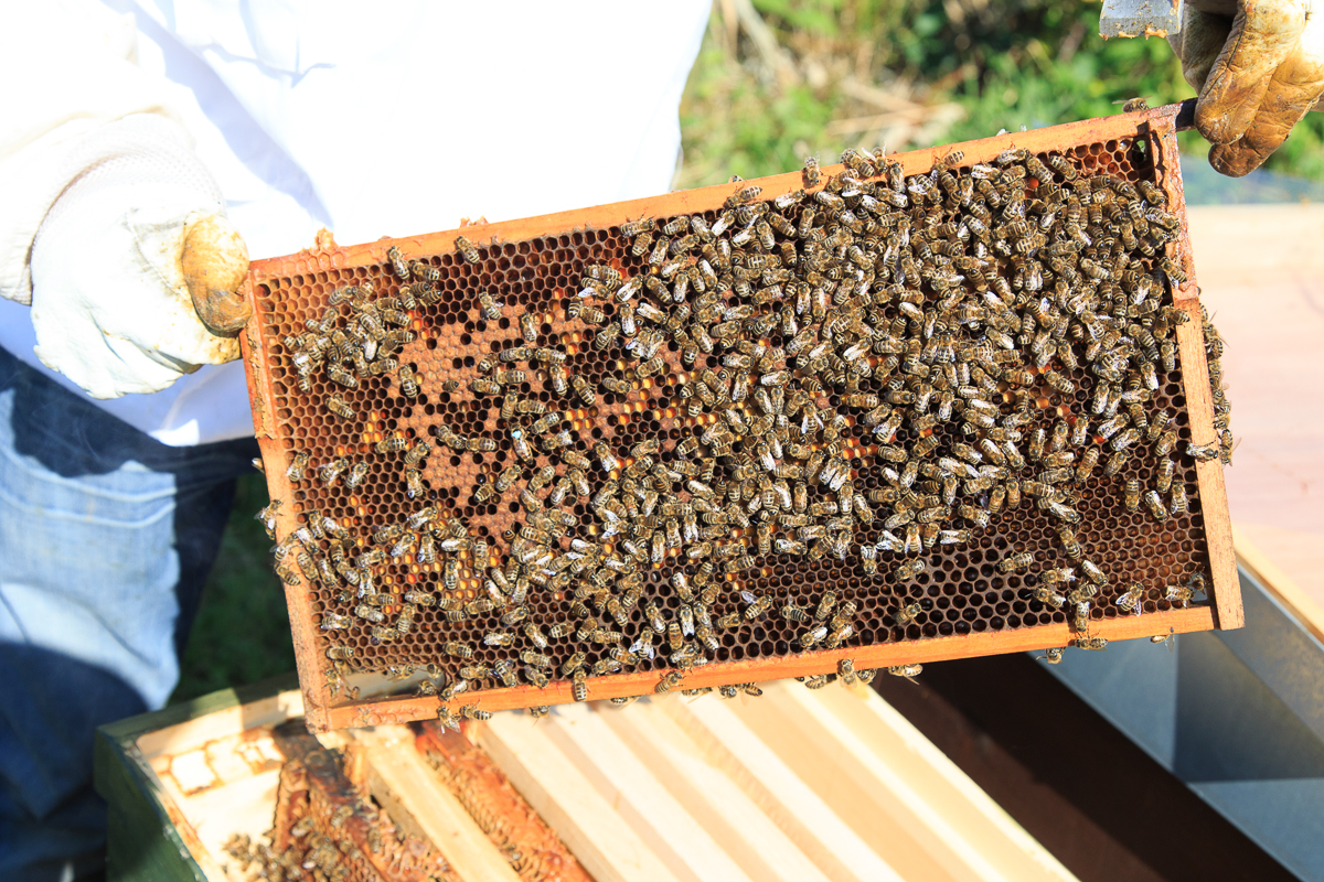Honig Produktion bei den Bienen