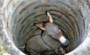 Foto de un burro en el interior de un pozo
