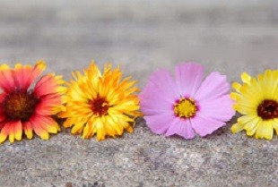 4 gerberas de colores. Qué te ofrezco como coach