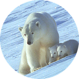 The White Planet (‘La Planète Blanche’)