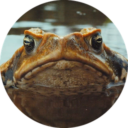 Cane Toads: The Conquest