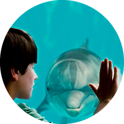 Dolphin Tale