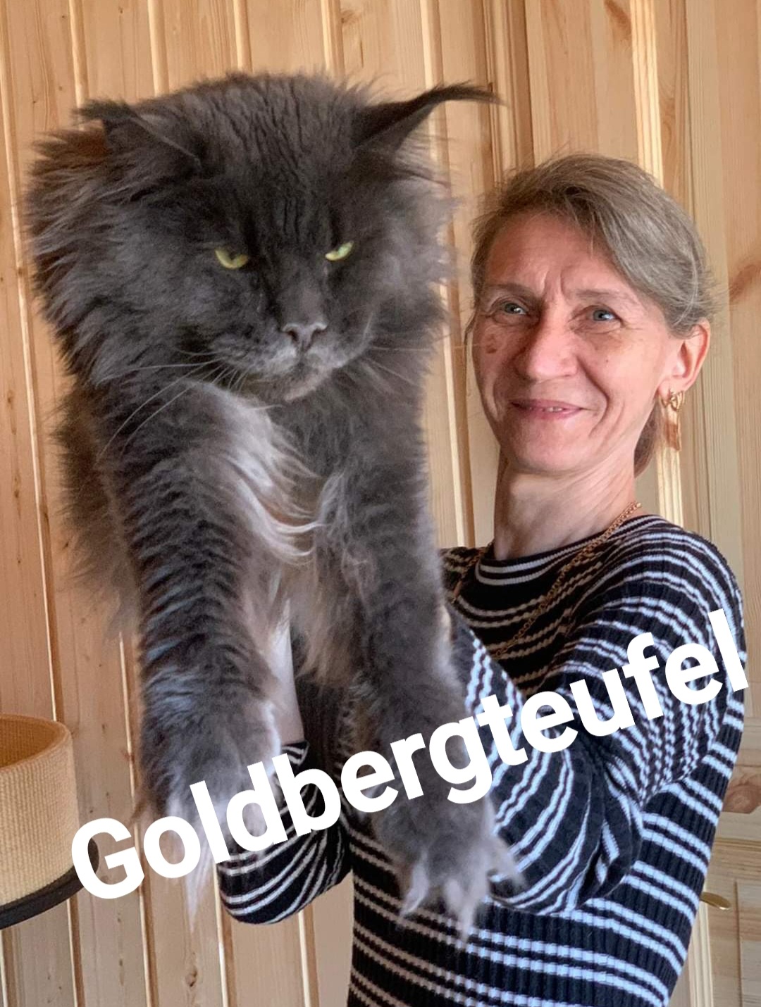 Maine Coon Cattery Von Goldbergteufel In Niederosterreich Ich Freue Mich Sehr Sie Auf Meiner Webseite Begrussen Zu Durfen Seit 2016 Fuhre Ich Eine Kleine Regestrierte Hobbyzucht In Reisenberg Bezirk Baden Bei