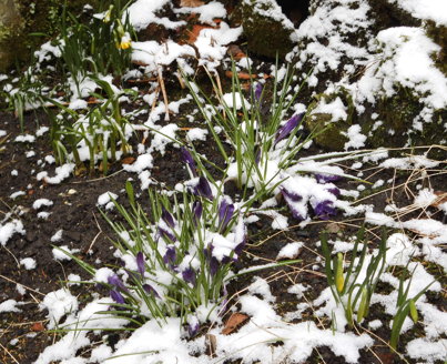 Doch noch einmal Schnee ...