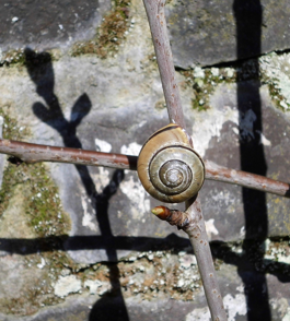 Schnecke
