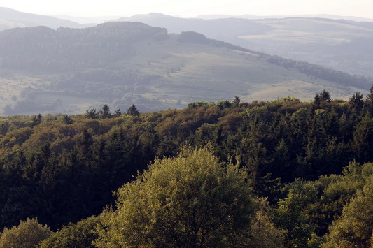Wald