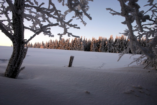 Baum im Winter