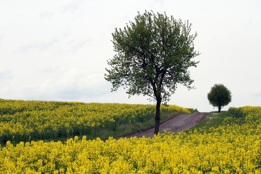 Frühling in der Rhön
