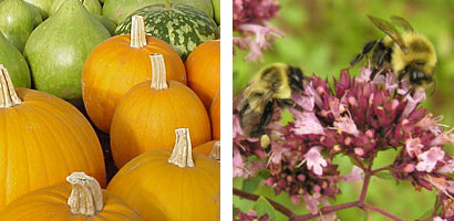 If you want pumpkins, make your garden hospitable to pollinators, such as these bumblebees. 