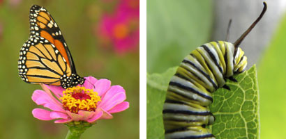 If you love monarch butterflies, leave their larvae, right, to munch on milkweed. 