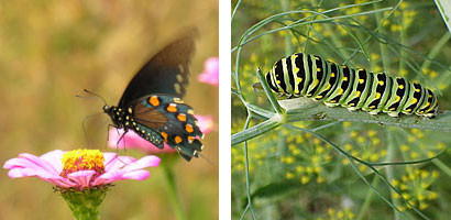 If you want black swallowtail butterflies in your garden, share some of your dill, parsley and fennel with their larvae. 