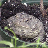 Toads and spiders help keep insect pests under control.