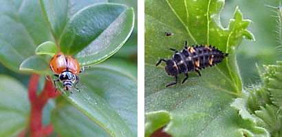 Ladybug larva, right, are not especially cute, but they are major aphid eaters. Don't squish these good guys. 