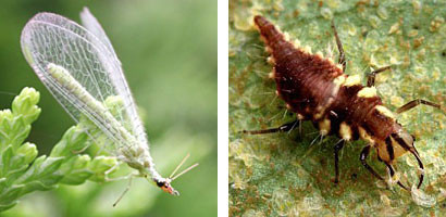An adult lacewing, left, and the larval form.