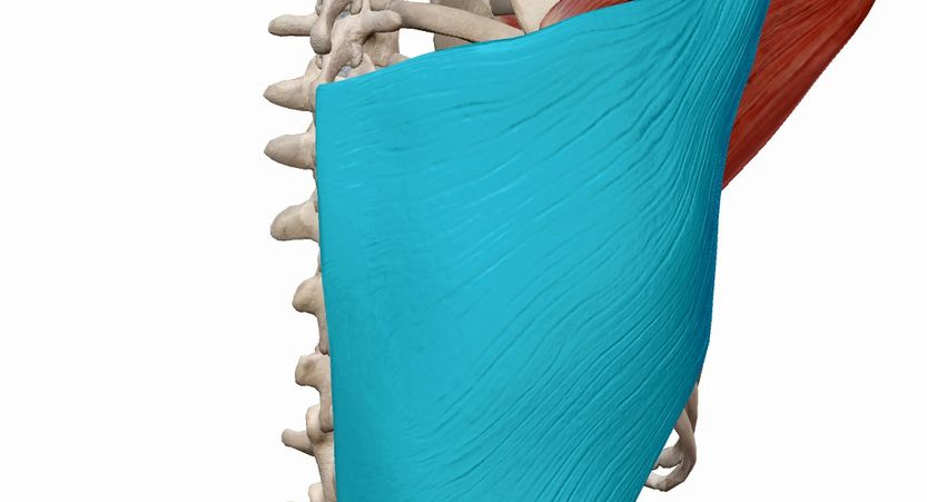 広背筋トレで伸び悩んでる？肩の外旋が突破口になるかも！