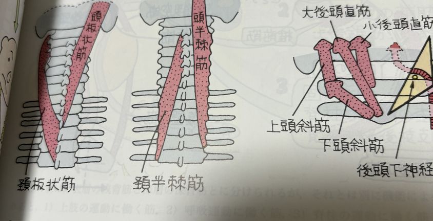 首凝り改善