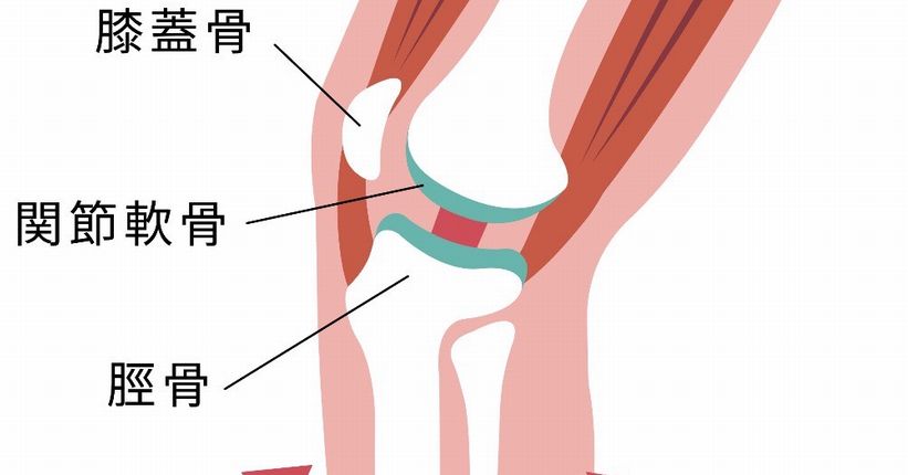 膝の内側が痛み原因は「半月板の動き」にあり？正しく動かして痛みを防ぐ方法