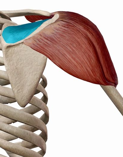 ストレッチ？筋トレ？慢性的な痛みを和らげるために本当に必要なのはどっち？