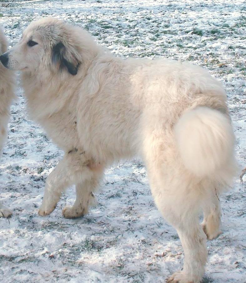 Premières neiges pour Lassie. Janvier 2016.