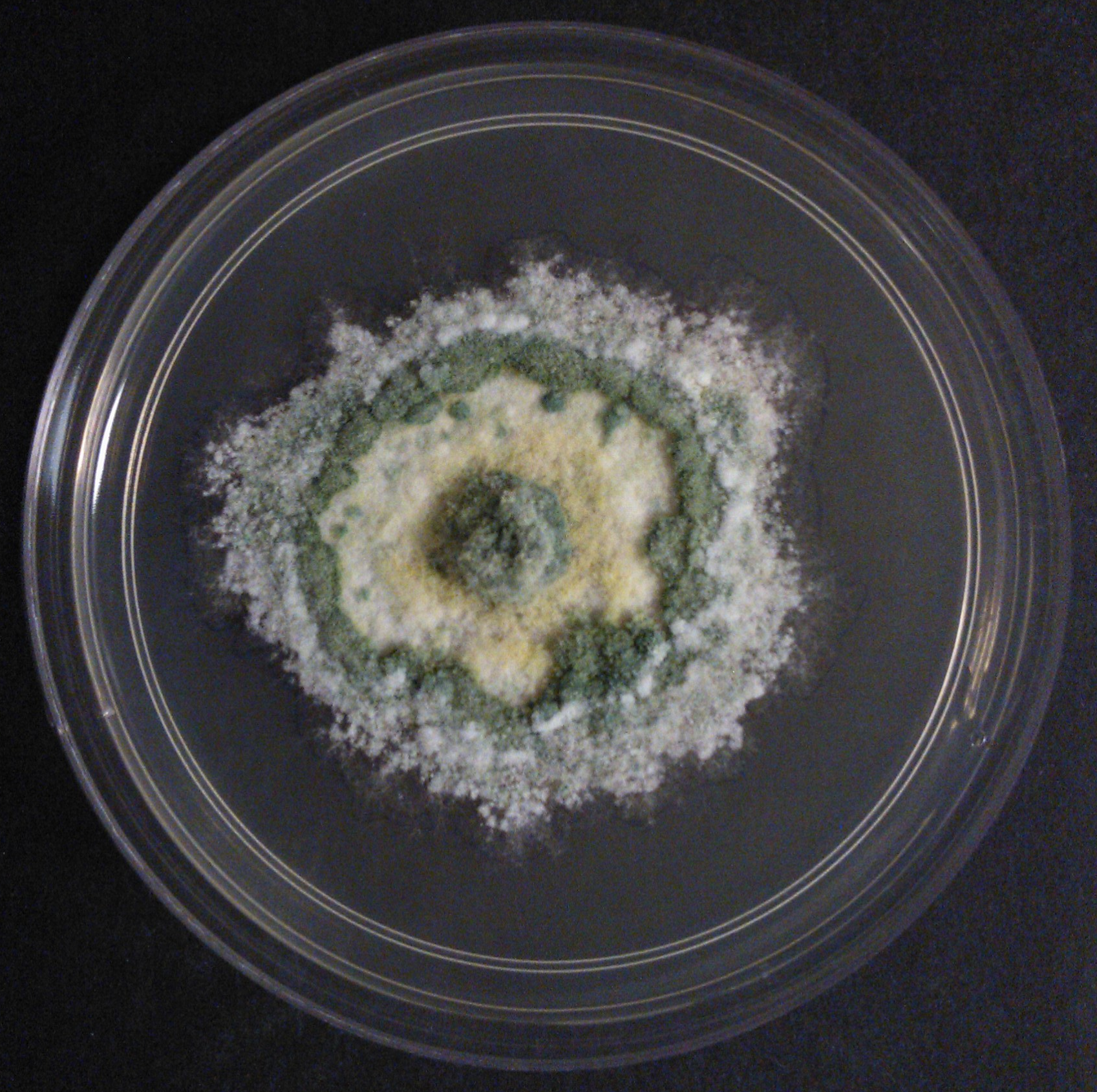 Trichoderma sp. on zinc-laden agar. Photo credit to Si Hui. 
