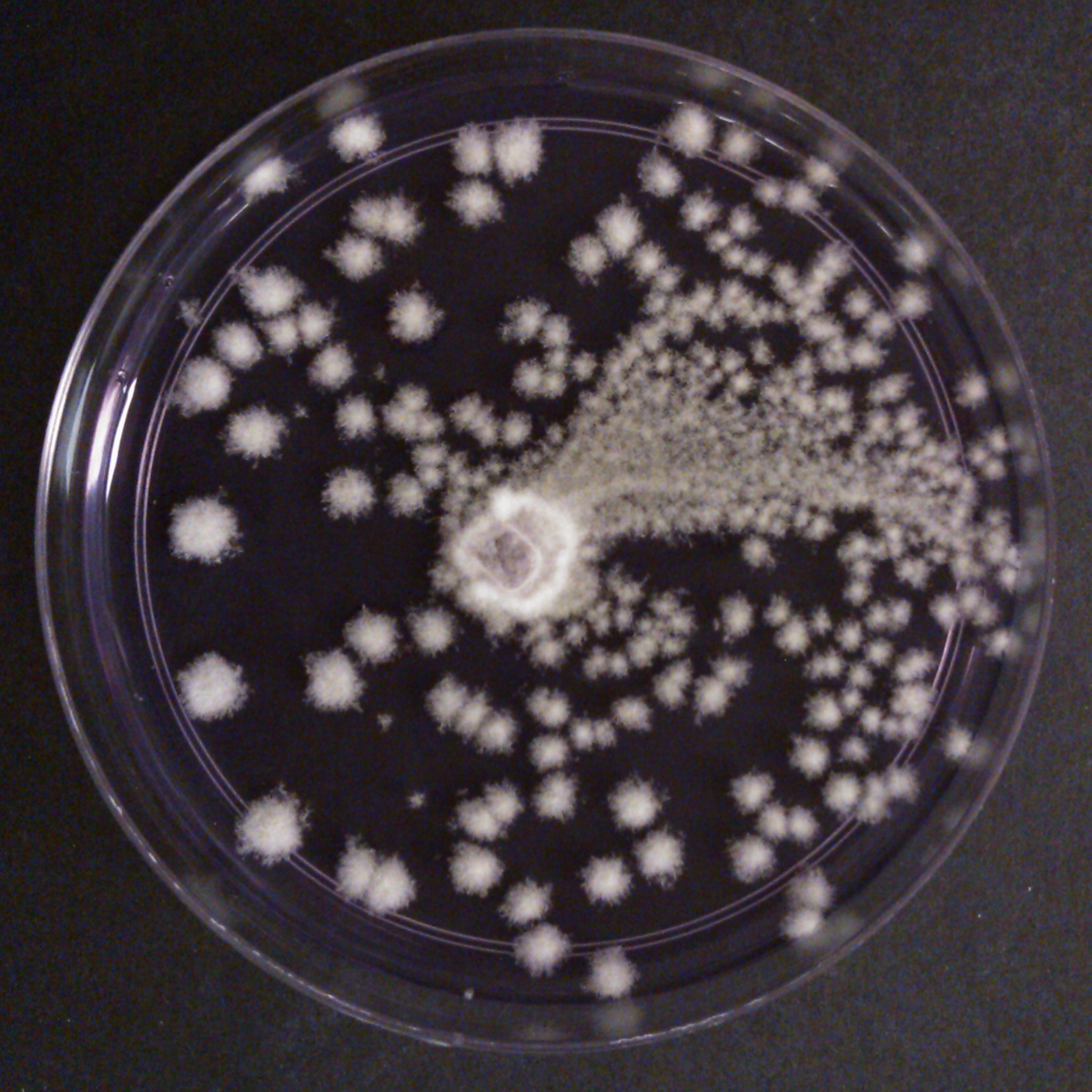 Penicillium sp. on chromium-laden agar. Photo credit to Si Hui. 